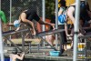 Coquitlam Sharks Agassiz, BC